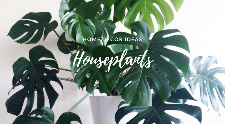 Summer Home Hack- The Houseplants That'll Change the Game_1