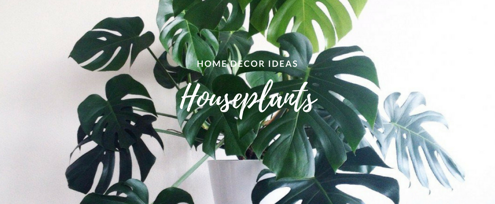 Summer Home Hack- The Houseplants That'll Change the Game_1