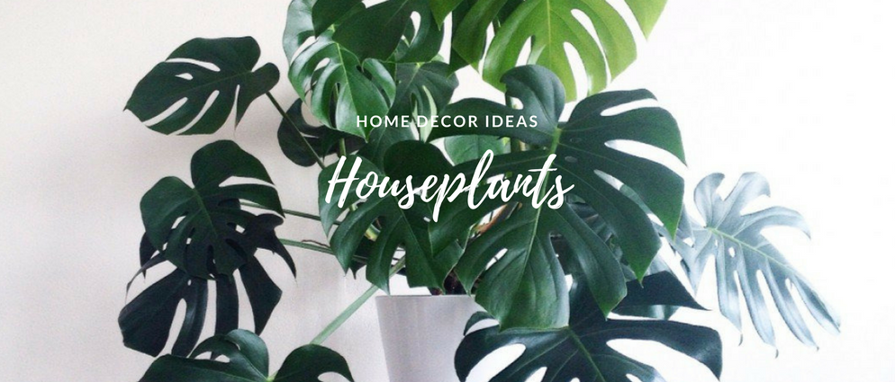 Summer Home Hack- The Houseplants That'll Change the Game_1